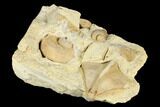 Ordovician Fossil Gastropods (Pterotheca & Trochonema) - Wisconsin #174401-1